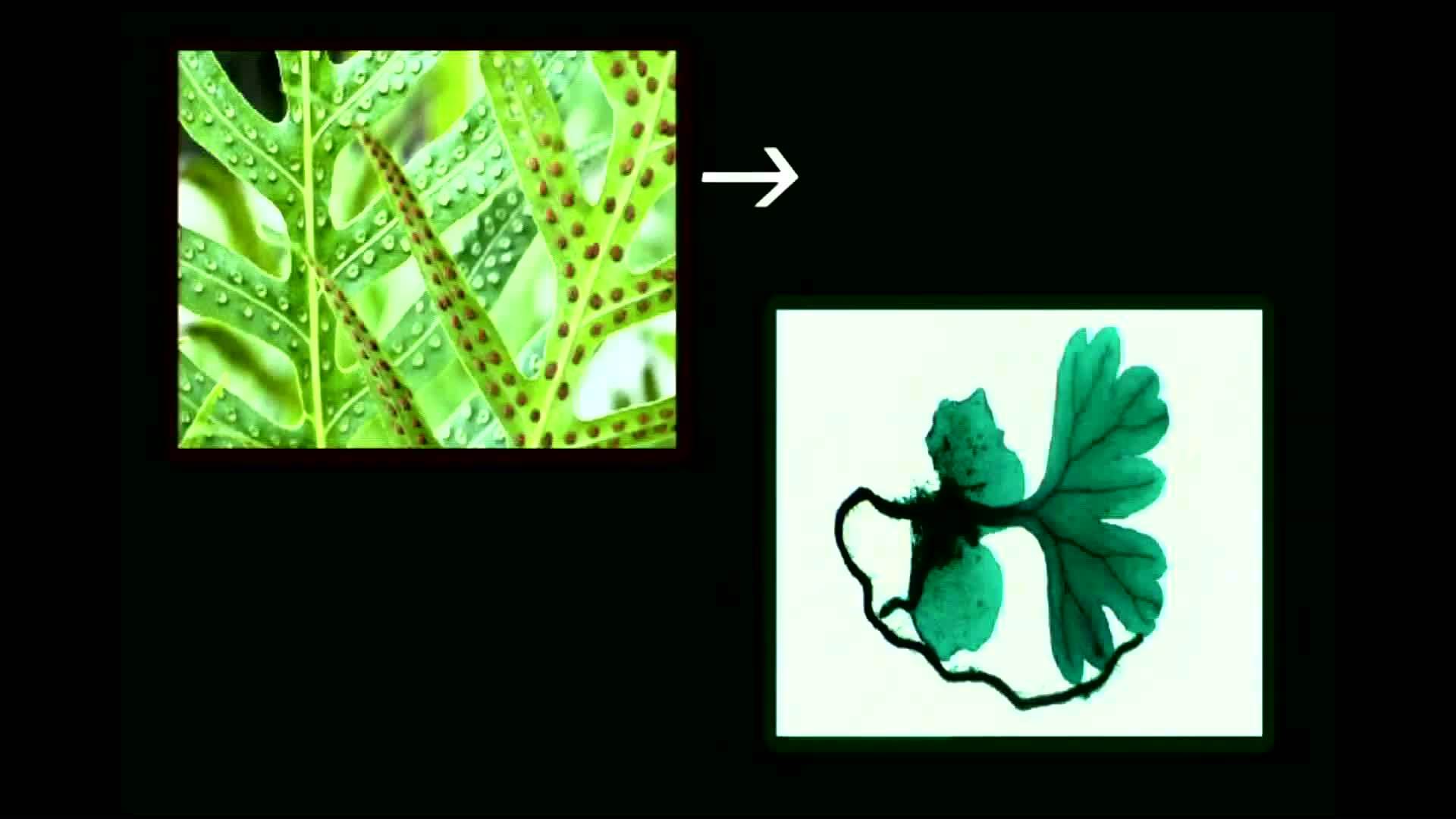 The Life Cycle of Fern Plants